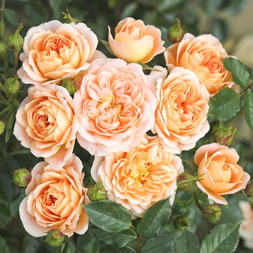 1 Pflanze(n), Rose mini Sweet Dream - Setzlinge: Ilość w opakowaniu: 1 Pflanze(n)