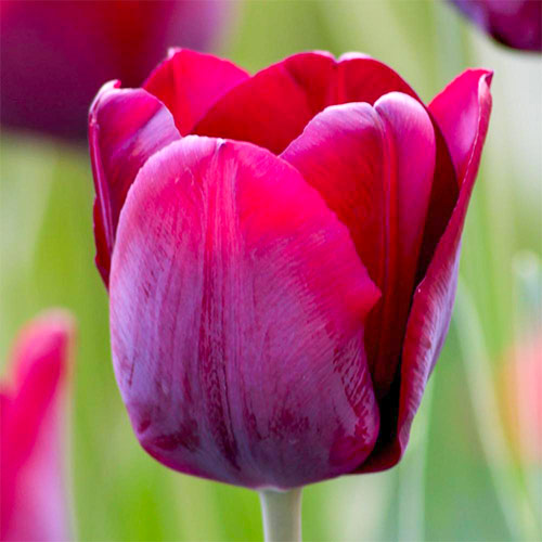 5 Stück, Tulpe Passio Glossy - Blumenzwiebeln: Ilość w opakowaniu: 5 Stück