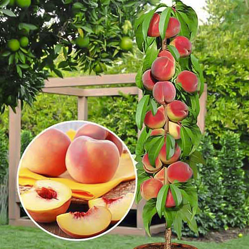 Pêssego colunar Honey - Plântulas: Ilość w opakowaniu: 1 plant