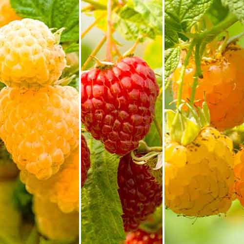 Lote de framboesas gigantes repetidoras, 3 plantas - Plântulas: Ilość w opakowaniu: 3 plant