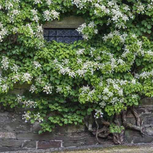 Hortênsia trepadeira Take a chance - Plântulas: Ilość w opakowaniu: 1 plant