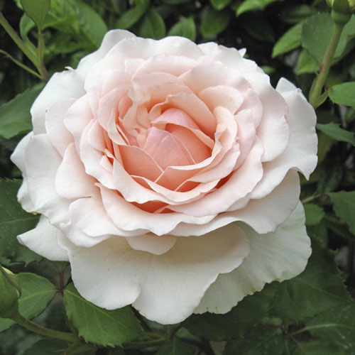 Rosa de flor grande Roberto Cappucci , C5 - Plántulas: Ilość w opakowaniu: 1 plantas