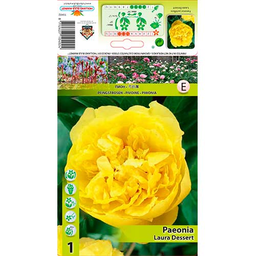Peonía Laura Dessert - Plantas perennes: Ilość w opakowaniu: 1 bulbos