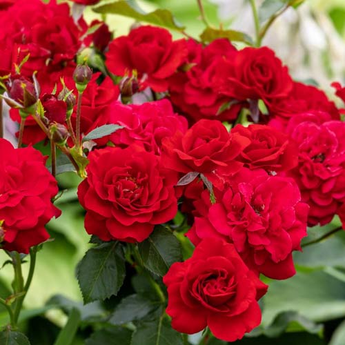 Rosa floribunda Red, root ball - Plántulas: Ilość w opakowaniu: 1 plantas