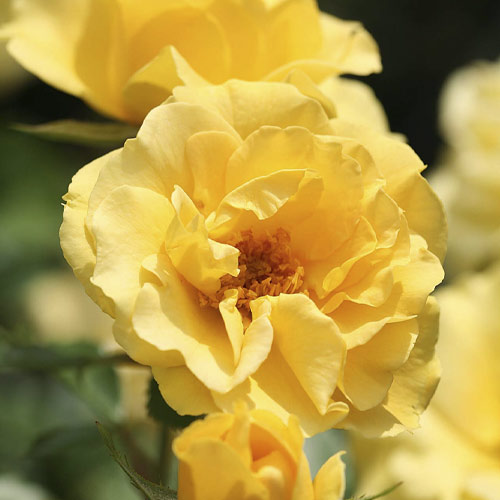 Rosa floribunda Dark Yellow Vaza , С3 - Plántulas: Ilość w opakowaniu: 1 plantas