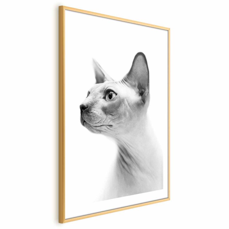 Plakat Artgeist bezwłosy kot 21x30 cm z ramą złotą 1 szt