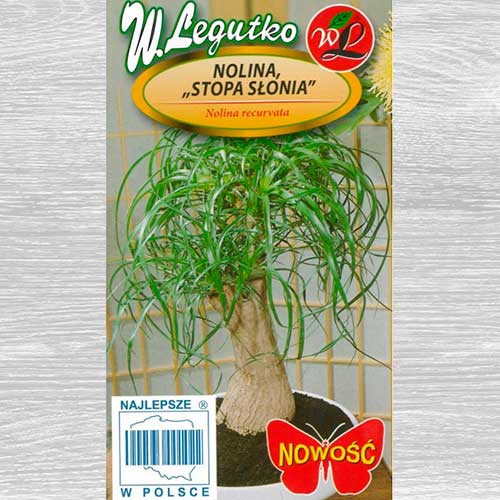 1 szt, Nolina Stopa słonia - Nasiona: Ilość w opakowaniu: 0.3 g