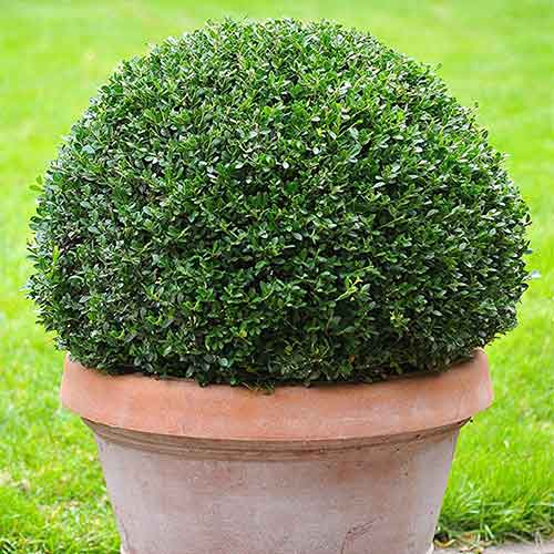 1 sadz, Ostrokrzew karbowanolistny Green Hedge - Sadzonki: Ilość w opakowaniu: 1 sadz