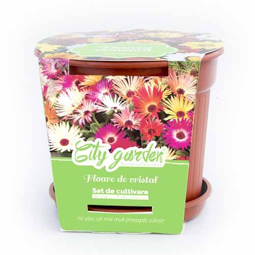 1 szt, Zestaw do uprawy - Przypołudnik stokrotkowy - Nasiona: Ilość w opakowaniu: 1 opak