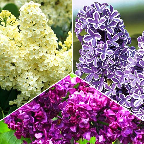 3 sadz, Super Oferta! Zestaw krzewów ozdobnych "Pachnące Bzy", 3 sadzonki - : Ilość w opakowaniu: 3 sadz