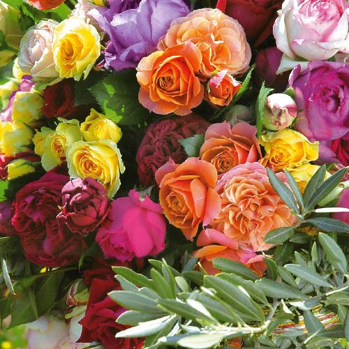 5 sadz, Super Oferta! Zestaw wielkokwiatowych róż Mix Perfum, 5 odmian - Sadzonki: Ilość w opakowaniu: 5 sadz