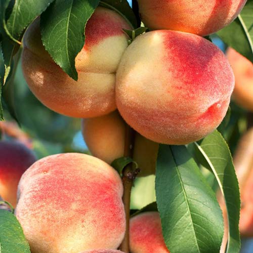 1 sadz, Brzoskwinia Pompadour - Sadzonki: Ilość w opakowaniu: 1 sadz