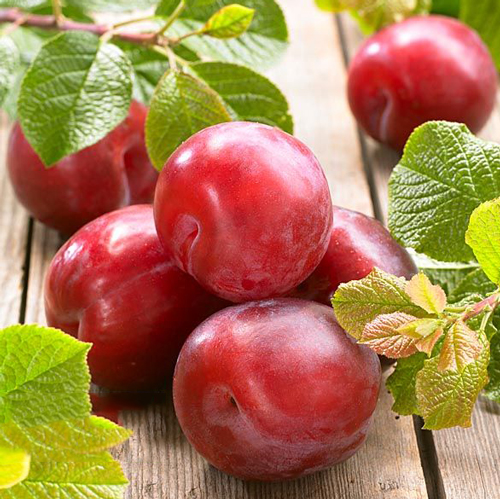 1 sadz, Śliwa Fortune - Sadzonki: Ilość w opakowaniu: 1 sadz