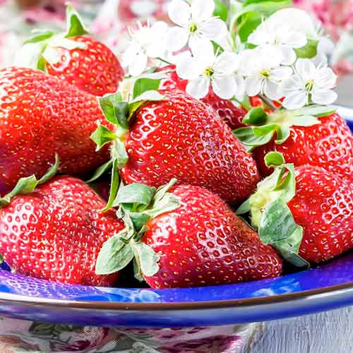 Truskawka Korona - Sadzonki, Ilość w opakowaniu: 5 sadz - GradinaMax