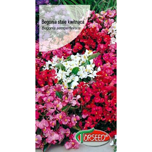 1 szt, Begonia stale kwitnąca F1 jasnoamarantowa - Nasiona: Ilość w opakowaniu: 0.02 g