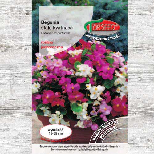 1 szt, Begonia stale kwitnąca, szkarłatna z czerwonym liściem - Nasiona: Ilość w opakowaniu: 0.02 g