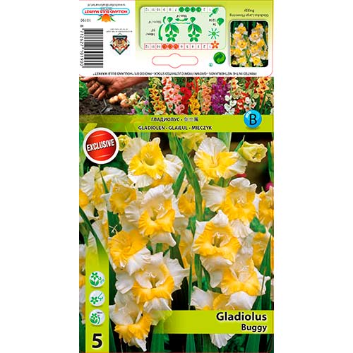 1 szt, Gladiola (Mieczyk) Buggy - Cebule: Ilość w opakowaniu: 5 szt.