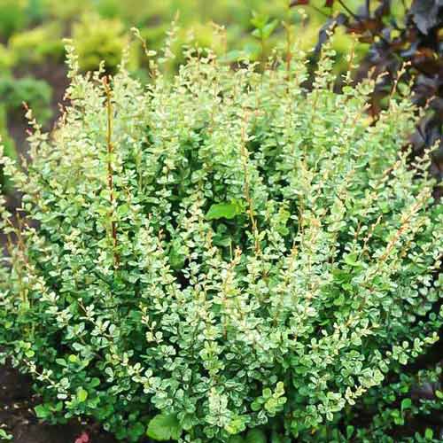 1 sadz, Berberys Thunberga Silver Beauty - Sadzonki: Ilość w opakowaniu: 1 sadz