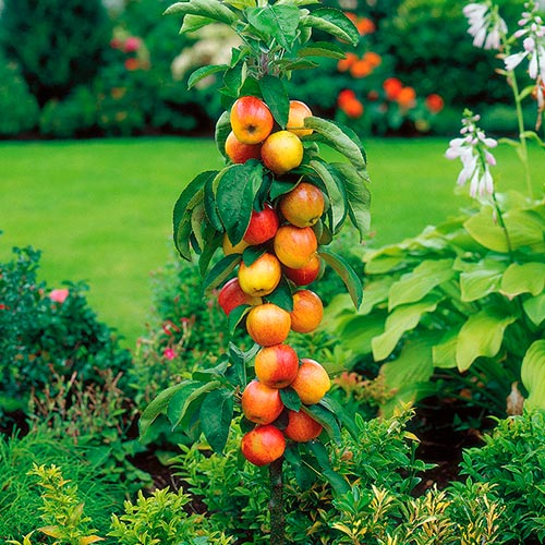 1 szt, Jabłoń kolumnowa Garden Fountain - Sadzonki: Ilość w opakowaniu: 1 sadz