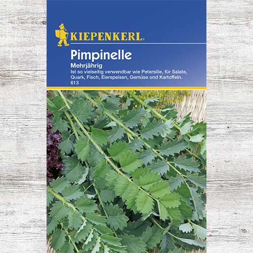 1 szt, Kłosowiec anyżowy (Agastache) wieloletni - Nasiona: Ilość w opakowaniu: 1 opak