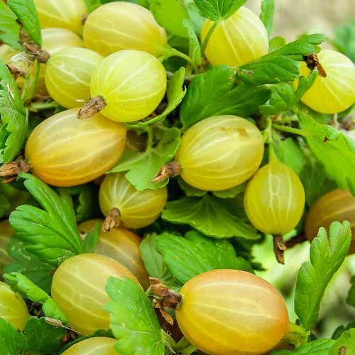 1 buc, Agriș Tatjana - Puieți: Mod de ambalare: 1 buc