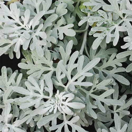 1 buc, Pelin Mori's Form - Răsaduri: Mod de ambalare: 1 buc