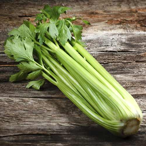 1 pac, Țelină Groene Pascal - Semințe: Mod de ambalare: 0.5 g