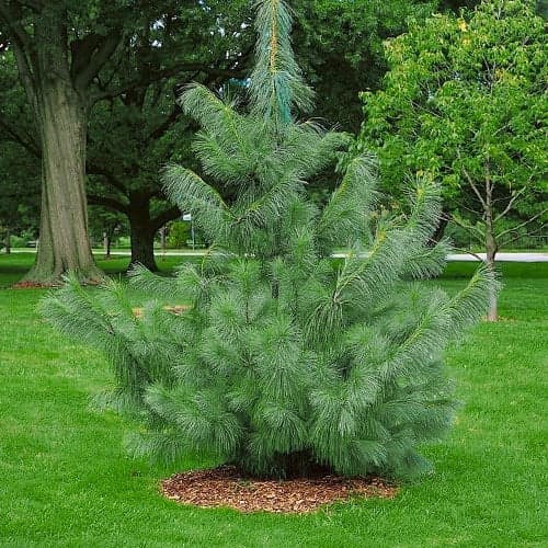 1 buc, Pin de Himalaya, Р9 - Puieți: Mod de ambalare: 1 buc