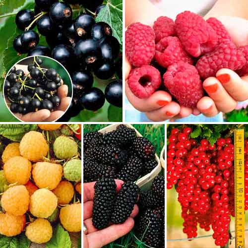 1 buc, Super ofertă! Arbuşti fructiferi Recolta Verii, set de 5 soiuri - : Mod de ambalare: 1 buc