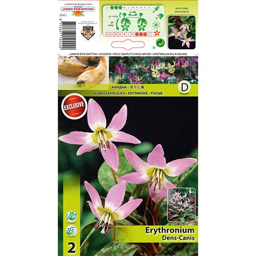 2 buc, Erythronium Dens Canis - Bulbi: Mod de ambalare: 2 buc