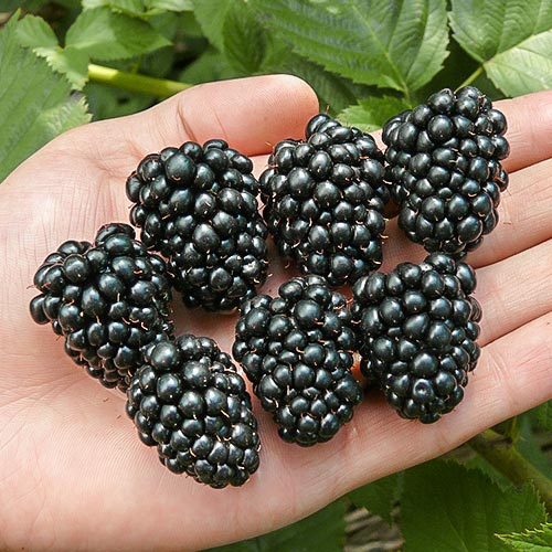 1 buc, Mur Thornfree - Puieți: Mod de ambalare: 1 buc