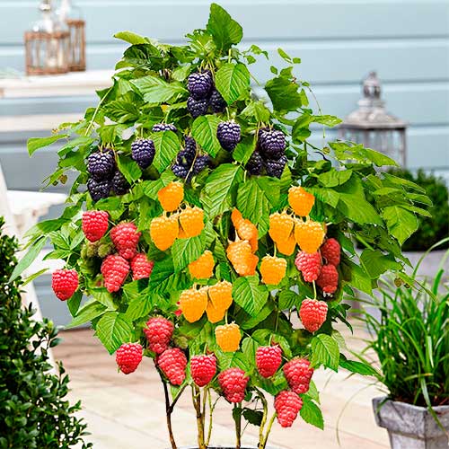 1 buc, Zmeuri Trio (7584) - Butași: Mod de ambalare: 1 buc