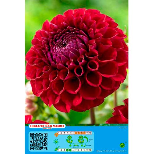 1 buc, Dalie Dark Spirit - Bulbi: Mod de ambalare: 1 buc