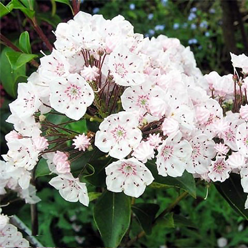 1 buc, Kalmia Vanilla Cream - Răsaduri: Mod de ambalare: 1 buc