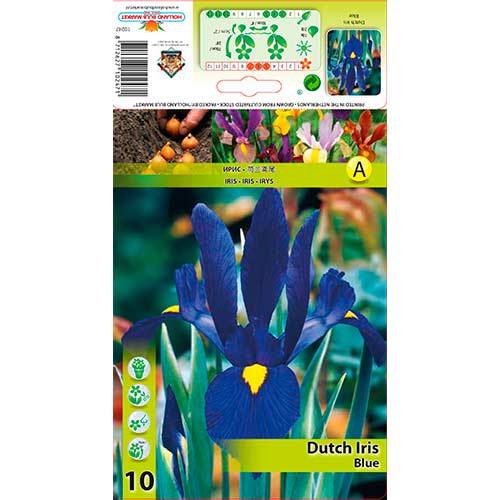 10 buc, Iris olandez Blue - Bulbi: Mod de ambalare: 10 buc