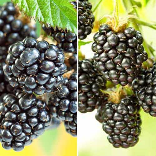 Ofertă specială! Mure Duet, set de 2 soiuri - Puieți: Mod de ambalare: 2 buc