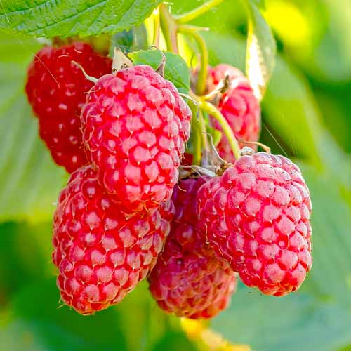 1 saz, Malina Polana, Р9 - : Monžstvo balíkov: 1 saz