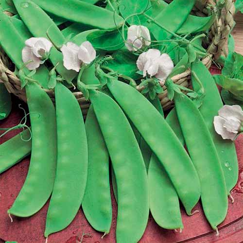 1 ob, Hrách sladký Norli - : Monžstvo balíkov: 1 ob