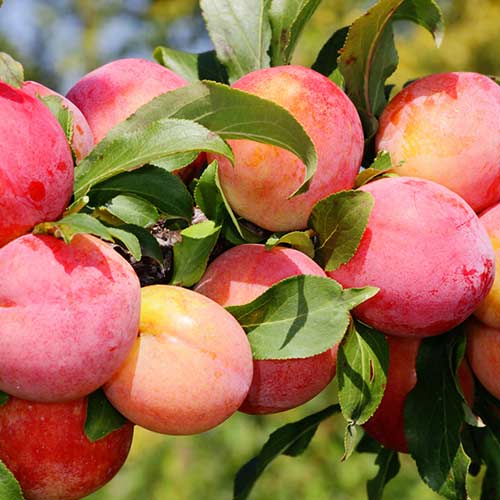 1 saz, Slivoň Red Freedom - : Monžstvo balíkov: 1 saz