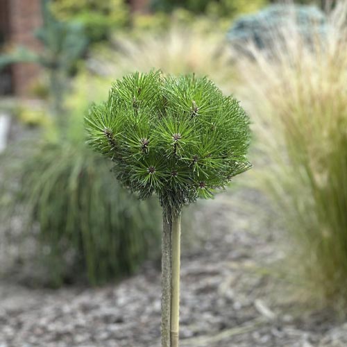 1 saz, Borovice černá Merci PBR, C5 - : Monžstvo balíkov: 1 saz