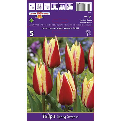 5 kus, Tulipán Spring Surprise - : Monžstvo balíkov: 5 kus