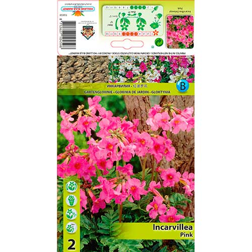2 cib, Gloxinie zahradní růžová - : Monžstvo balíkov: 2 cib