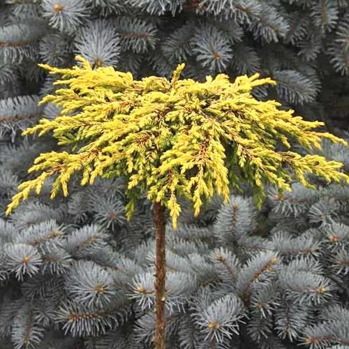 1 szt, Boróka kúszó Goldschatz, C3 - Palánták: Mod de ambalare: 1 db