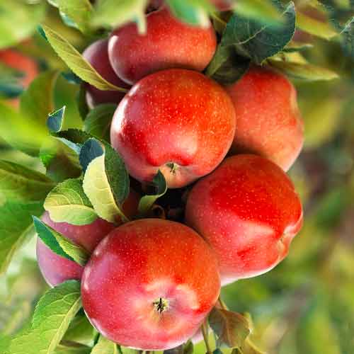 1 szt, Apfel (columnar) Gala Lord - Setzlinge: Ilość w opakowaniu: 1 szt