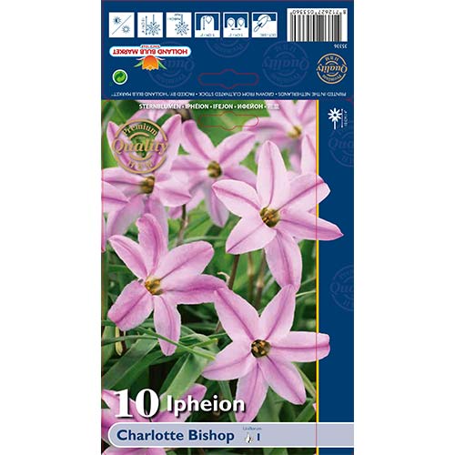 10 Stück, Ifejon (Ipheion) Charlotte Bishop - Blumenzwiebeln: Ilość w opakowaniu: 10 Stück