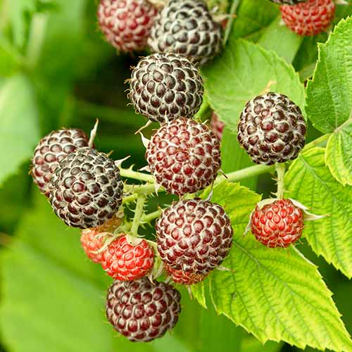 1 Pflanze(n), Himbeere Glen Coe - Setzlinge: Ilość w opakowaniu: 1 Pflanze(n)