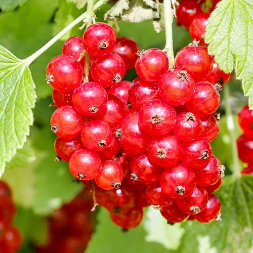 1 Pflanze(n), Rote Johannisbeere Rosetta - Setzlinge: Ilość w opakowaniu: 1 Pflanze(n)