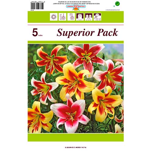 Tolles Angebot! Riesen-Baum-Lilie, 5 Knollen - Blumenzwiebeln: Ilość w opakowaniu: 5 Stück