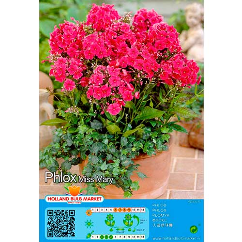 1 Stück, Flammenblume Miss Mary - Stauden: Ilość w opakowaniu: 1 Stück