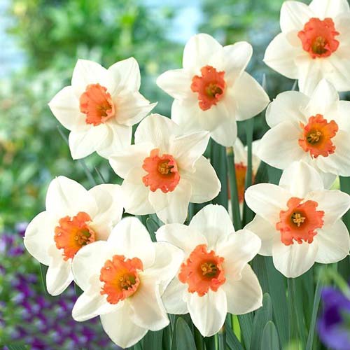 5 Stück, Narzisse Cool Flame - Blumenzwiebeln: Ilość w opakowaniu: 5 Stück